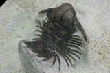 Bumpy Acanthopyge (Lobopyge) Trilobite #100185-3